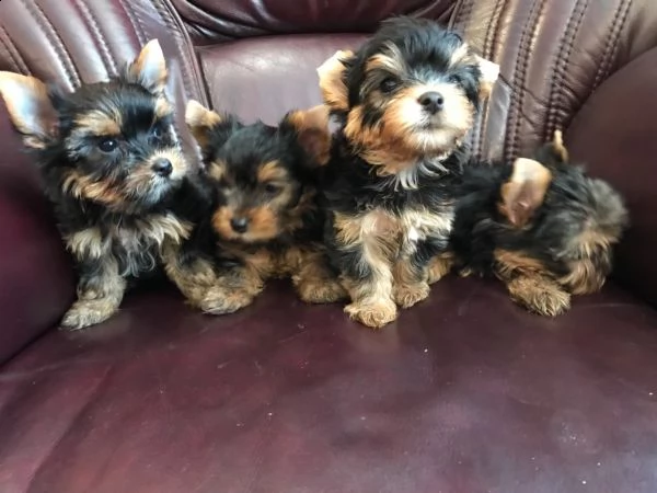 molto piccoli cuccioli di yorkie da tè ora disponibili