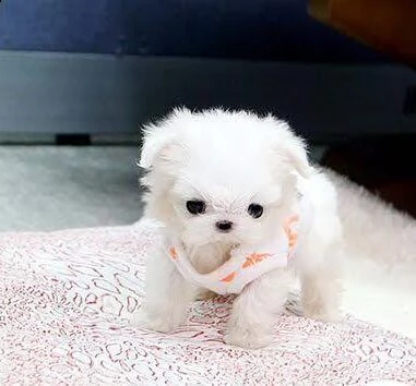  regalo allevamento maltesi taglia mini toy ho bellissimi cuccioli maltese pronti per loro nuove cas
