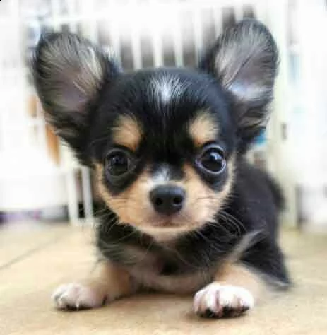 regalo chihuahua meravigliosi cuccioli di chihuahua ottima genealogia, gia vaccinati, sverminati e m