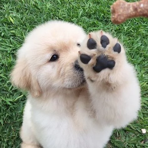 regalo bellissimi cuccioli di labrador fantastici cuccioli di labrador con libretto sanitario primo 