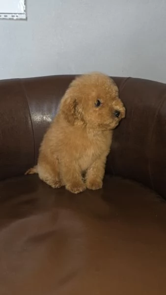 barboncino toy  | Foto 1