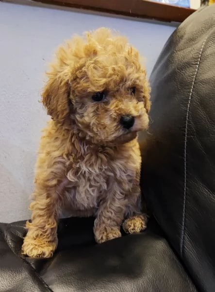 barboncino toy  | Foto 0