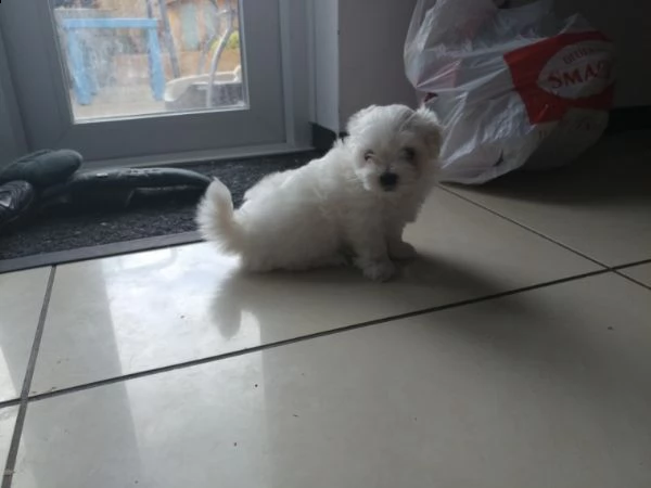 bichon cuccioli di maltese per regalo il mio whatsapp. (+34613392428). | Foto 1