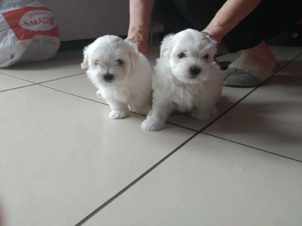 bichon cuccioli di maltese per regalo il mio whatsapp. (+34613392428). | Foto 0