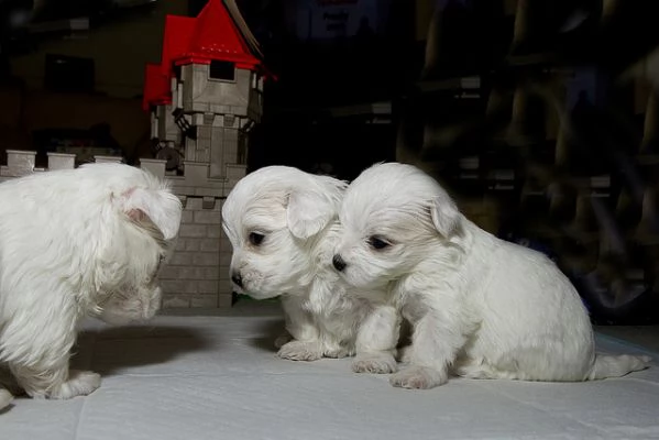 bichon cuccioli di maltese per regalo il mio whatsapp. (+34613392428).
