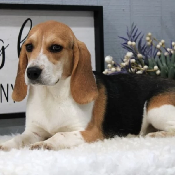 bellissima cagnolina beagle femmina in adozione