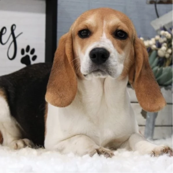 bellissima cagnolina beagle femmina in adozione | Foto 2