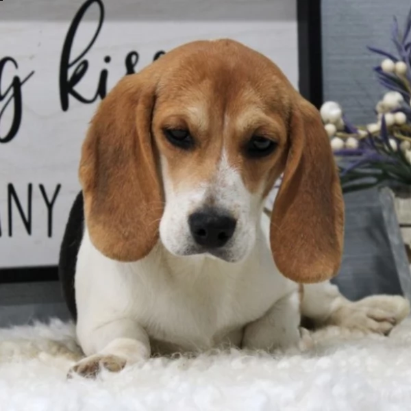 bellissima cagnolina beagle femmina in adozione | Foto 0