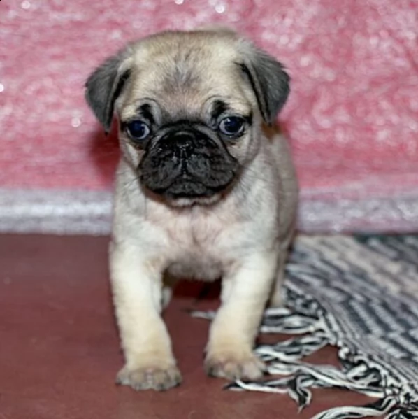 adorabile cucciolo di carlino maschio per l'adozione