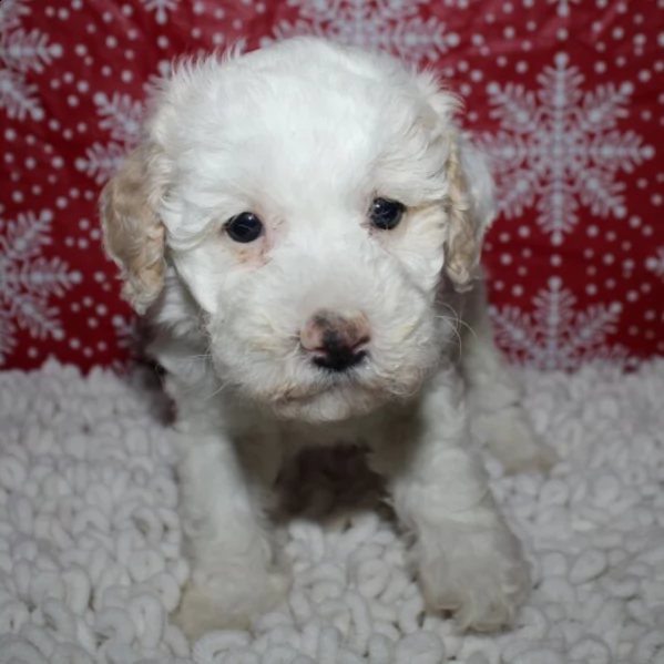 adorabile cucciolo di barboncino maschio per adozione | Foto 2