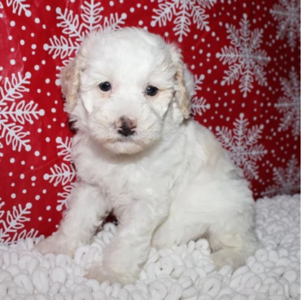 adorabile cucciolo di barboncino maschio per adozione | Foto 1