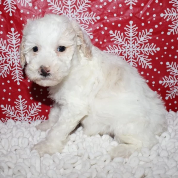 adorabile cucciolo di barboncino maschio per adozione | Foto 0