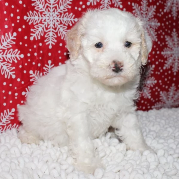 adorabile cucciolo di barboncino maschio per adozione