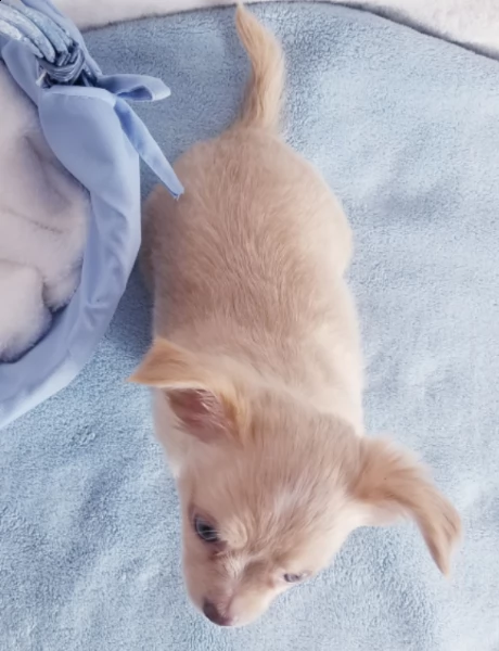 adorabile chihuahua maschio da adottare | Foto 1