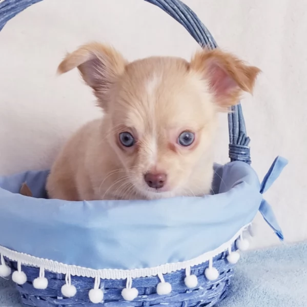 adorabile chihuahua maschio da adottare | Foto 0