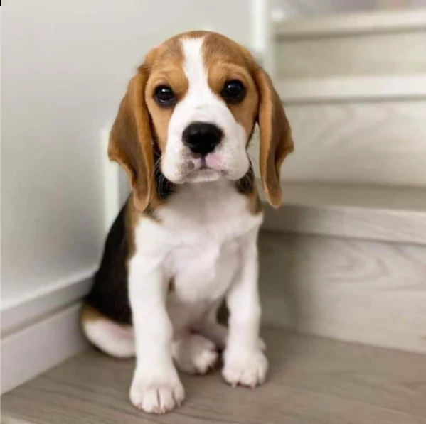 regalo beagle mini