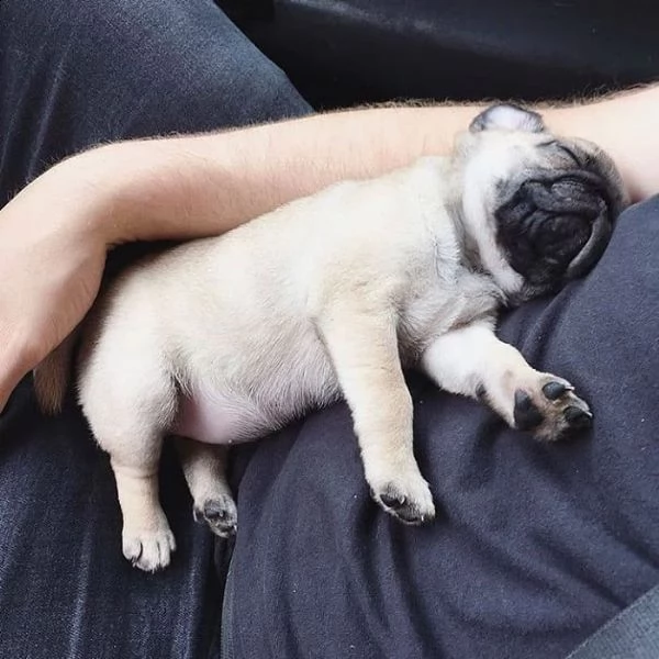 regalo carlino mini ... 