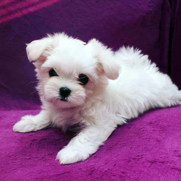 .....regalo maltese toy disponibile.....