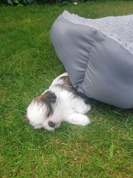 dolci cuccioli di shih tzu | Foto 0