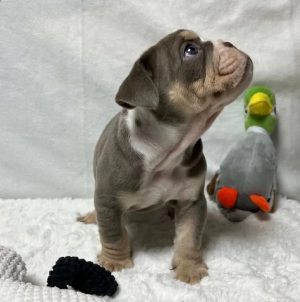 bulldog inglese di razza e respiro libero in bellissimi colori | Foto 0