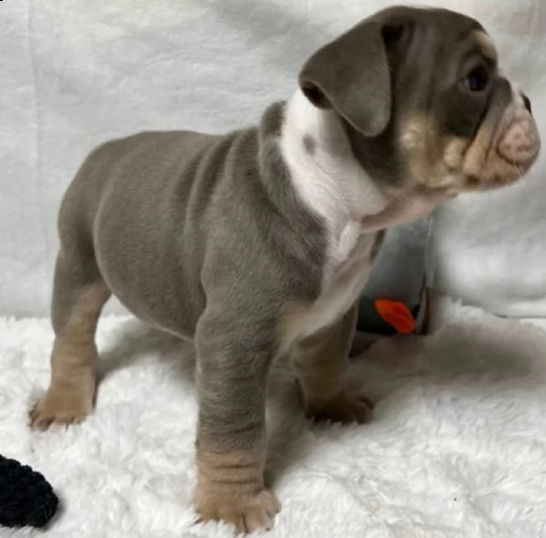 bulldog inglese di razza e respiro libero in bellissimi colori