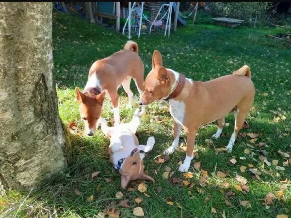 regalo basenji cuccioli disponibili | Foto 0