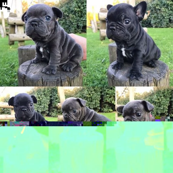 regalo cuccioli di cane a bulldog francese