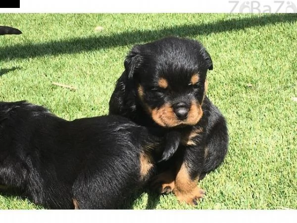 regalo cuccioli bulldog inglese per l'adozione