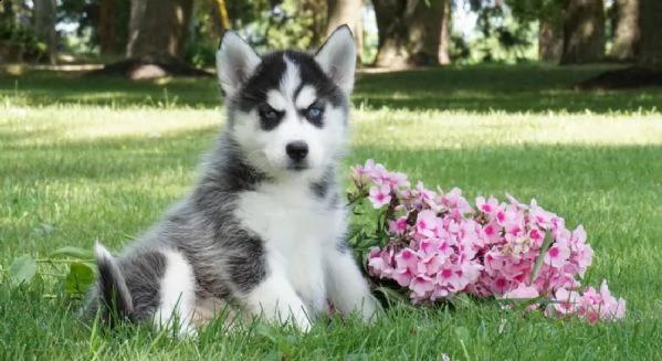 regalo cuccioli di siberian husky 