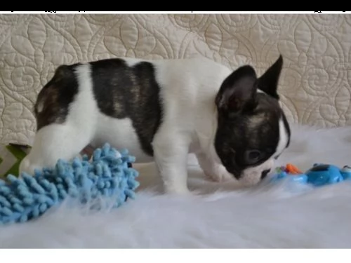 regalo....cucciolata di bouledogue francese