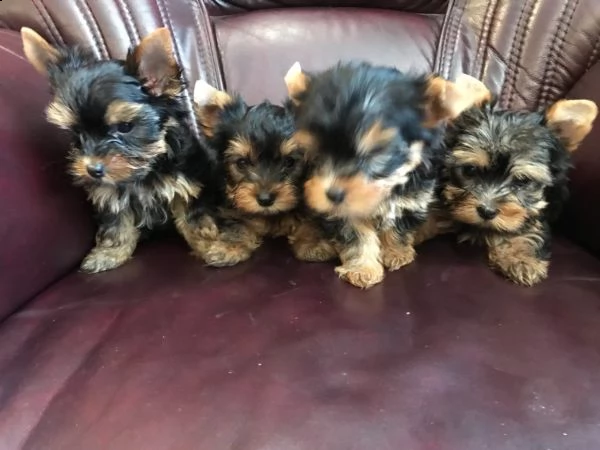 molto piccoli cuccioli di yorkie da tè ora disponibili