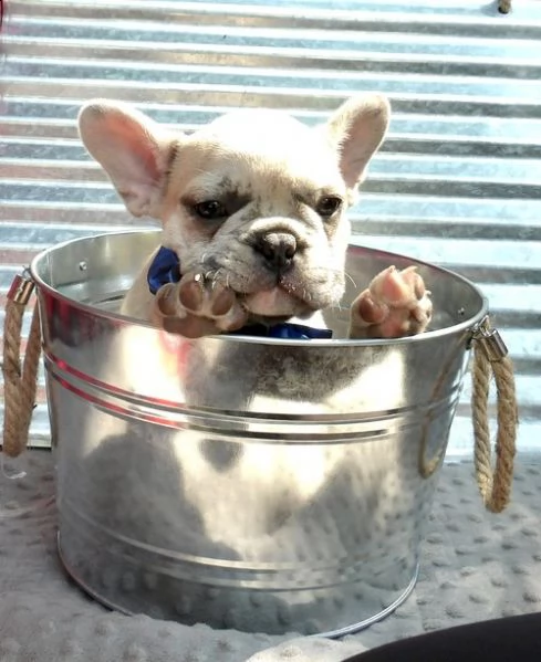 regalo bulldog frances meravigliosi 