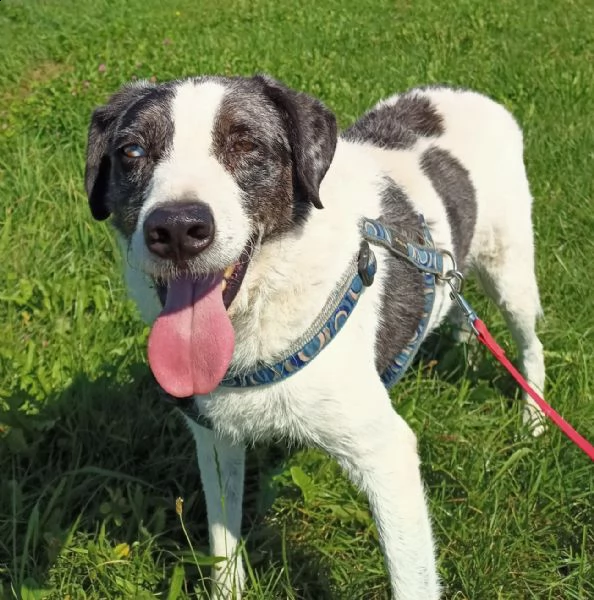 sam cane speciale! | Foto 4