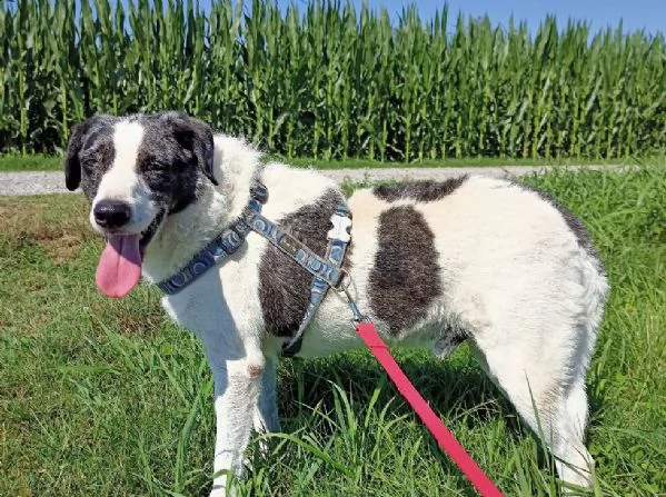 sam cane speciale! | Foto 3