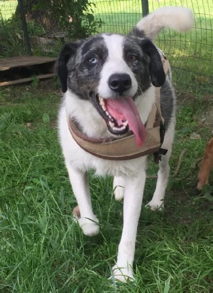 sam cane speciale! | Foto 2