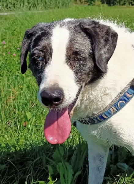 sam cane speciale! | Foto 1