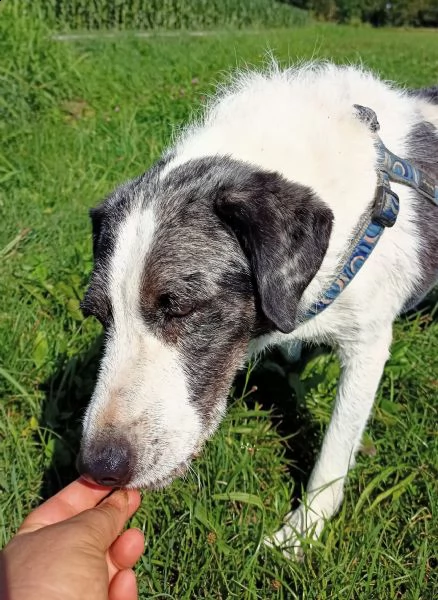 sam cane speciale! | Foto 0