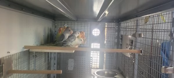 inseparabili  | Foto 5