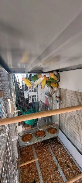 inseparabili  | Foto 4