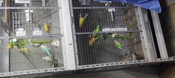 inseparabili  | Foto 2