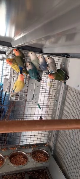 inseparabili  | Foto 1