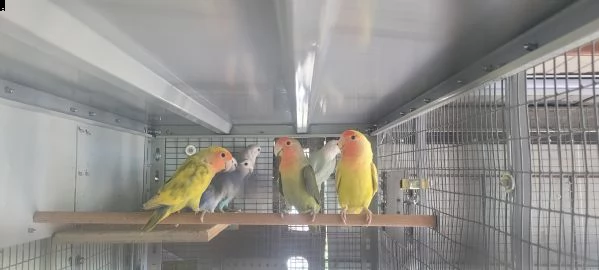 inseparabili  | Foto 0