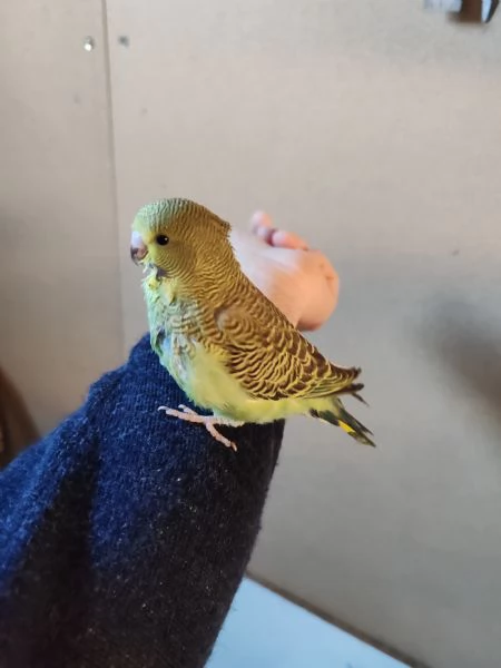 Cocorite allevate a mano 