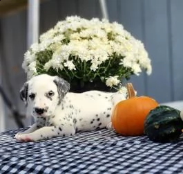 damalta cuccioli per reinserimento | Foto 0