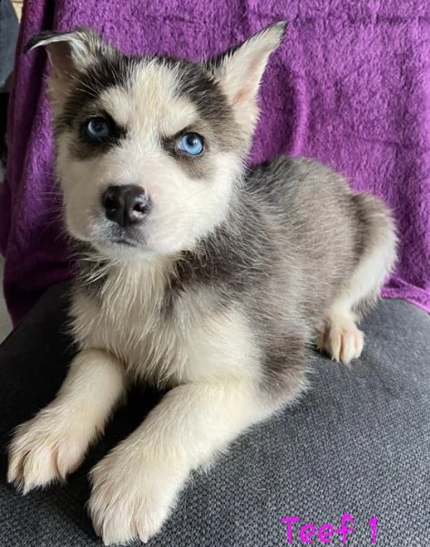 cuccioli di husky siberiano di razza pura | Foto 0