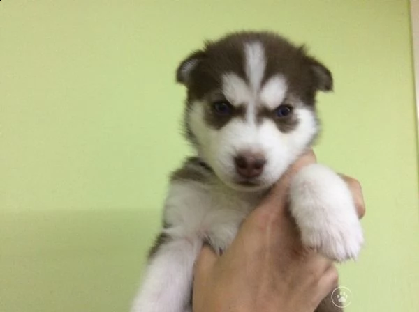 cuccioli di husky siberiano di razza pura