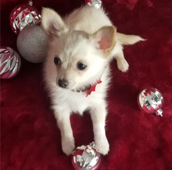 vendo bellissimo cucciolo di chihuahua maschio | Foto 2