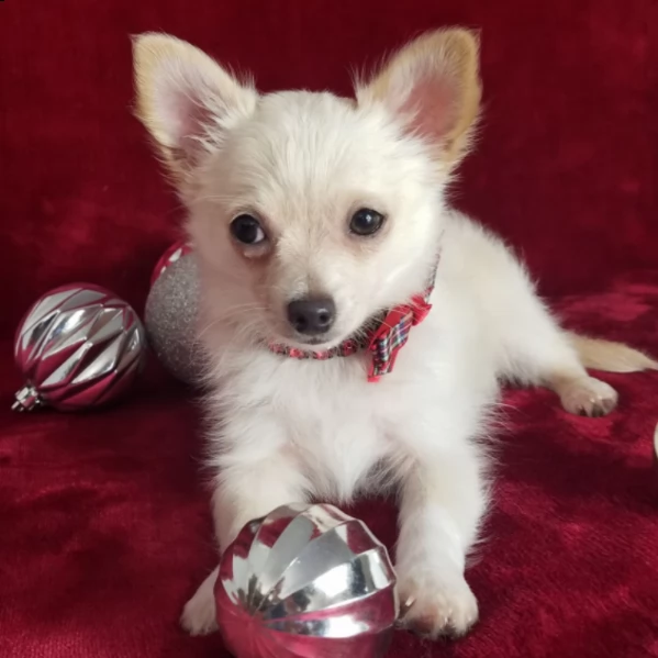 vendo bellissimo cucciolo di chihuahua maschio