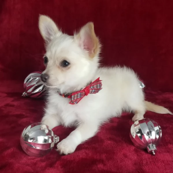 vendo bellissimo cucciolo di chihuahua maschio | Foto 1