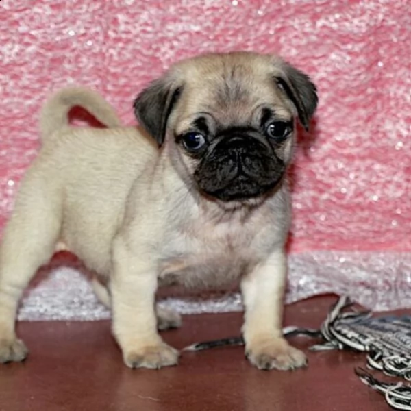 vendo adorabile cucciolo di carlino maschio | Foto 2